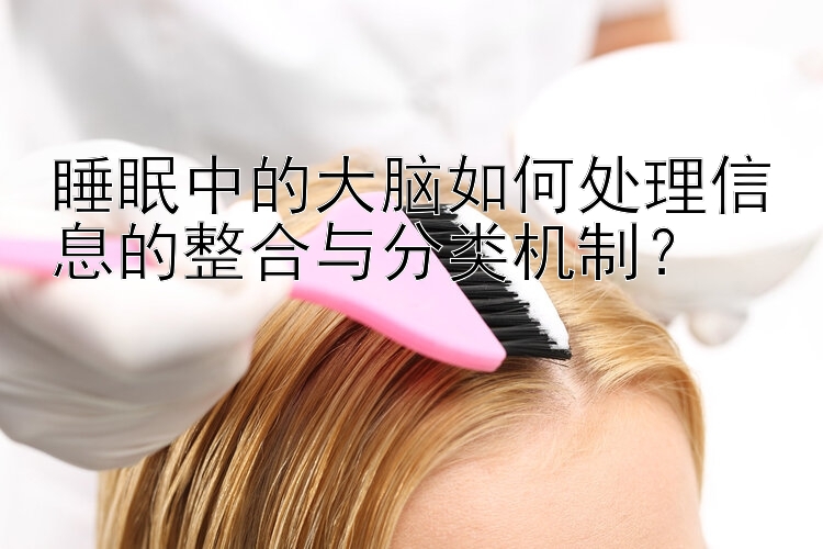 睡眠中的大脑如何处理信息的整合与分类机制？